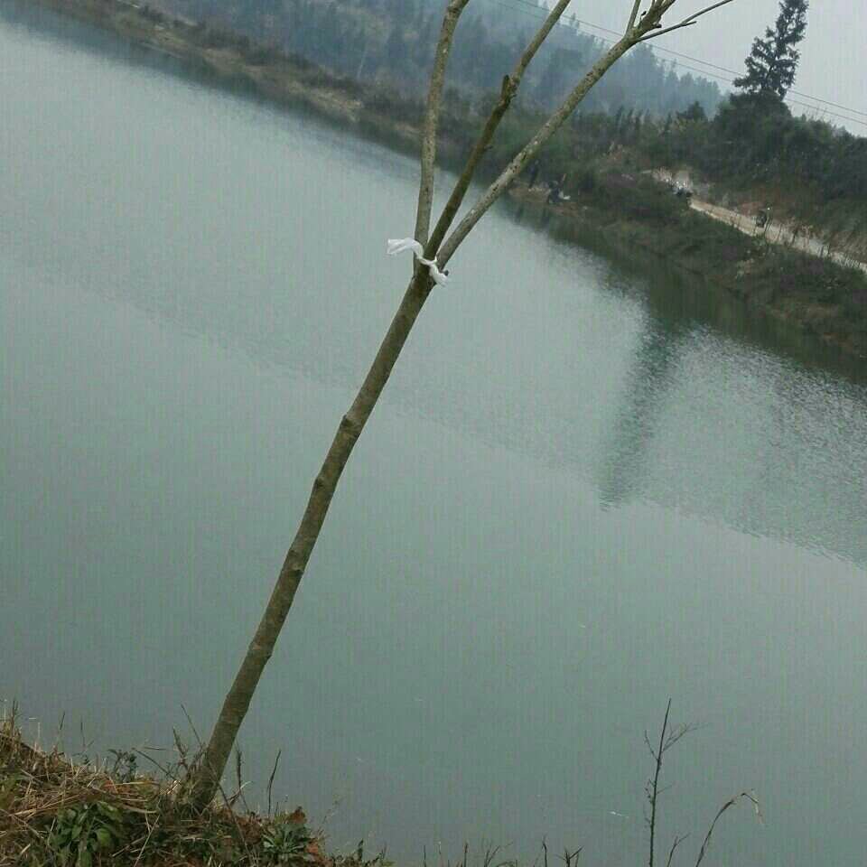 和平村大老壳渔塘