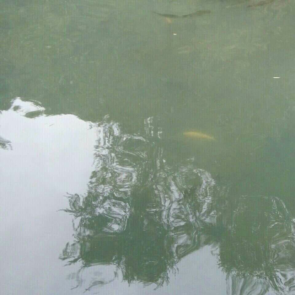 泛美华庭钓小鲫鱼的好地方