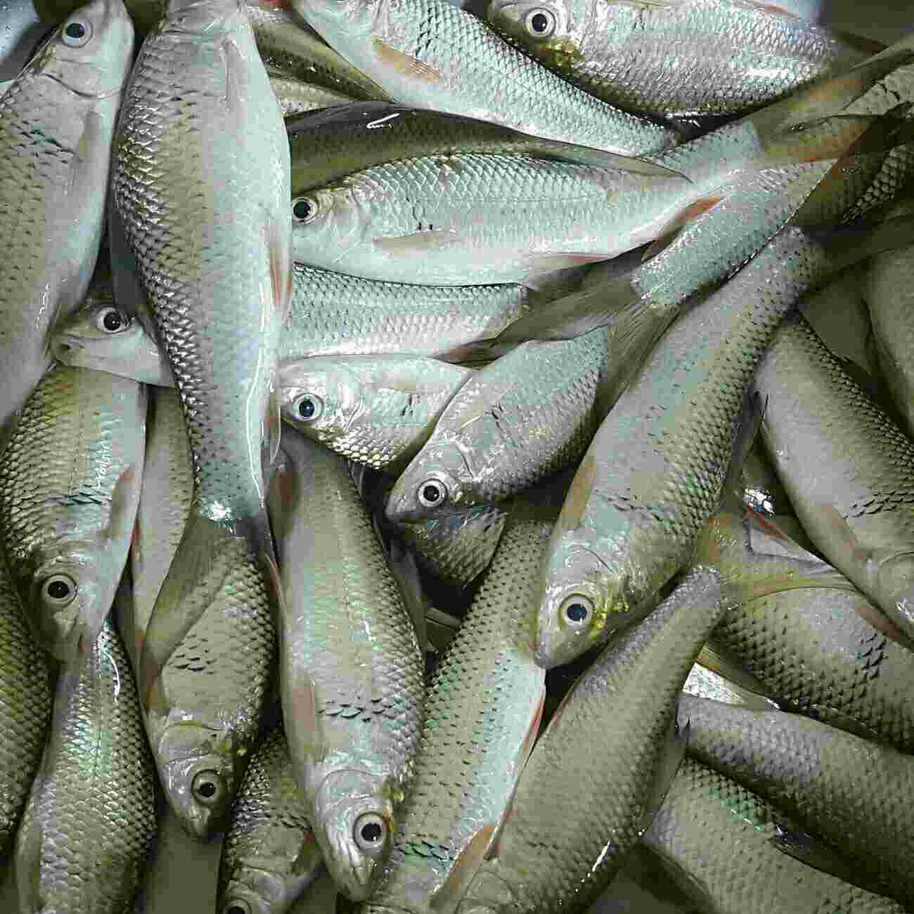 南流江（湿地公园段）