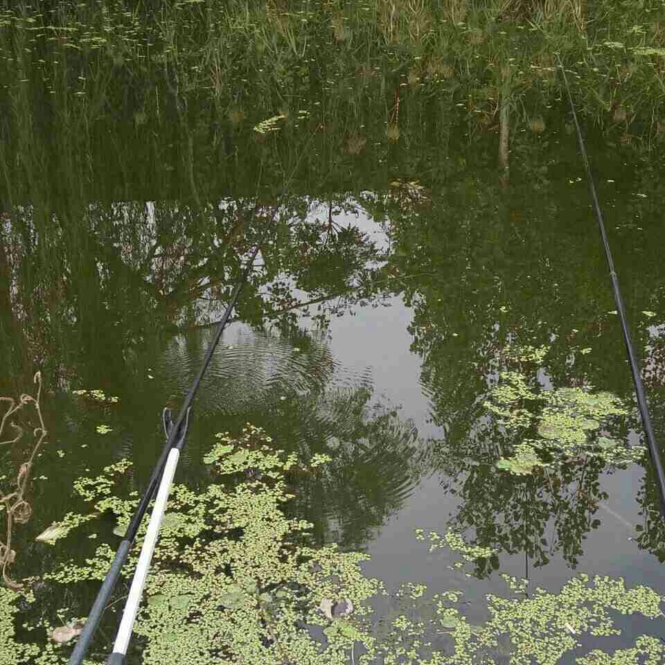 绿洲湾8号门前野河