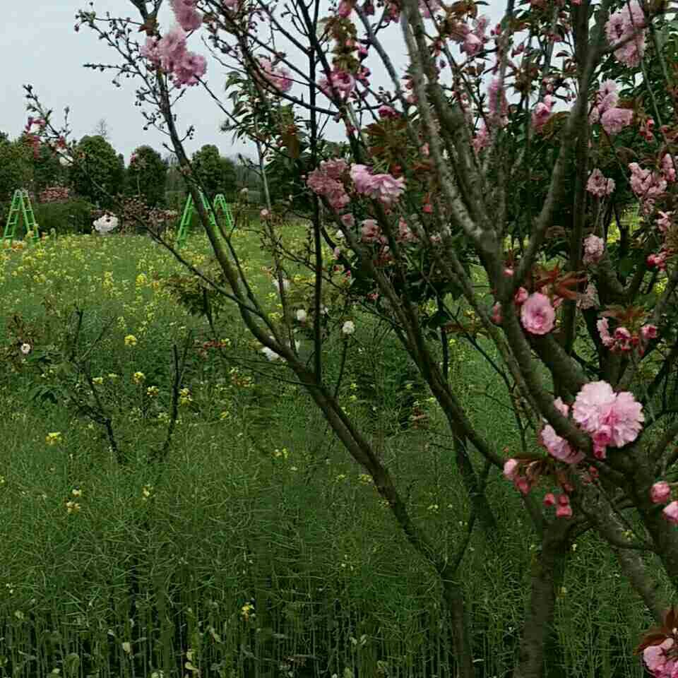 东原长洲门前水沟