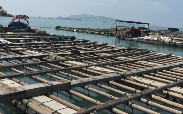 斗尾港鲍鱼养殖场