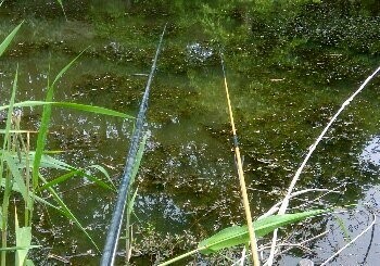 三岔路排洪站藕塘
