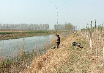 芦湖西顺堤河