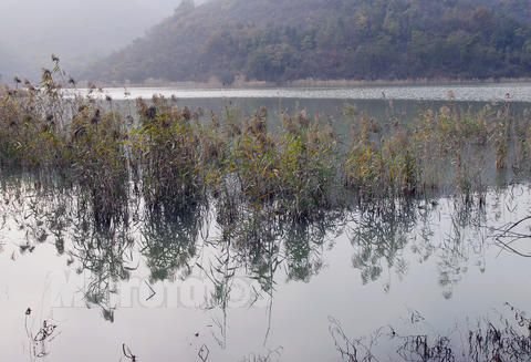 芦苇水库