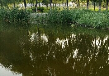 清凉湾湿地公园