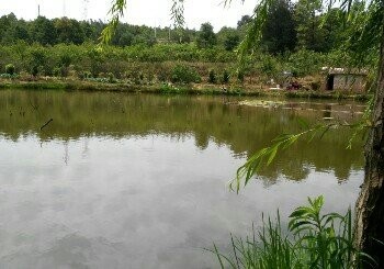草铺杨家鱼塘