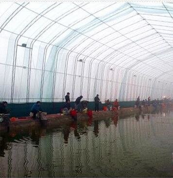 清华园冬钓大棚