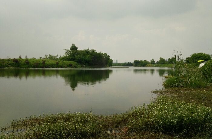 莲花路派河大桥