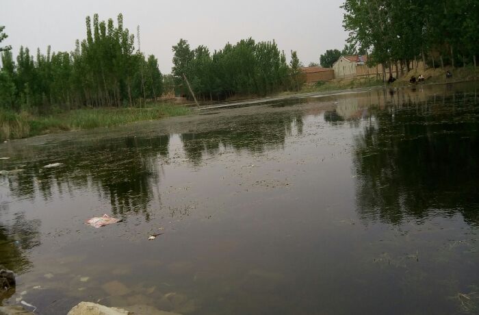 茌平县白屯野塘