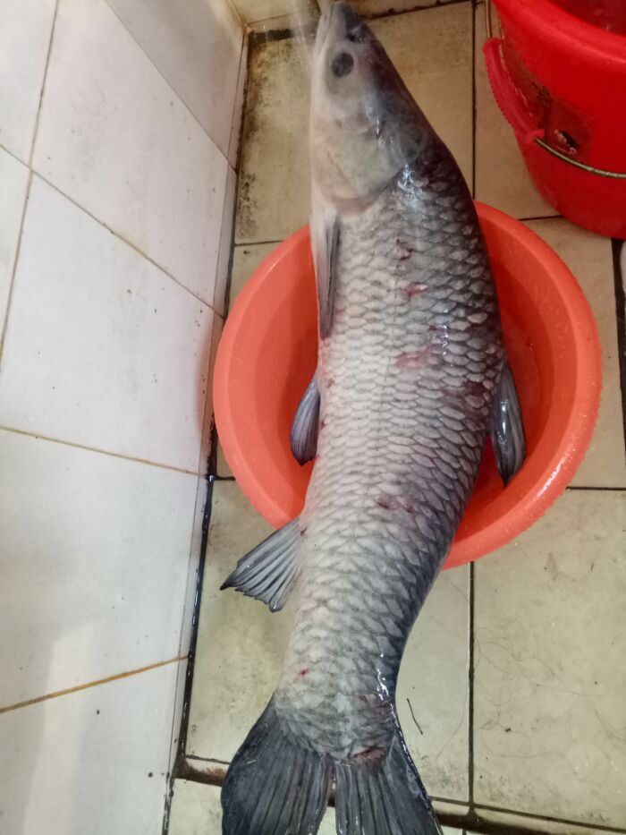 三乡平铺钓鱼场