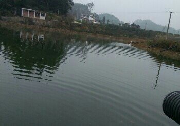 复兴鱼塘