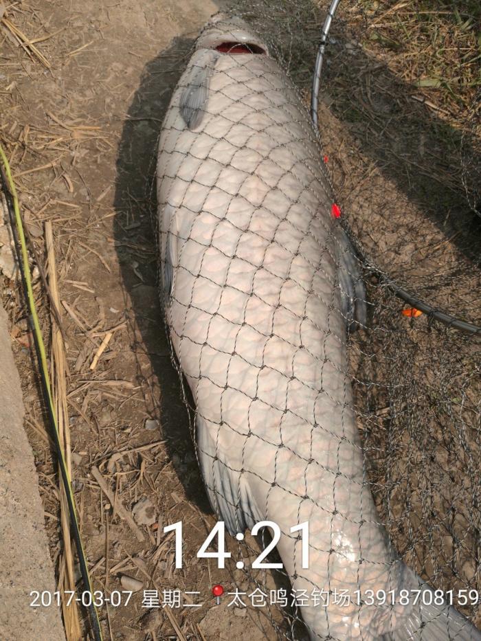 太仓时思鸣泾钓场