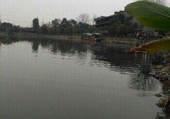 鸡宴鱼塘