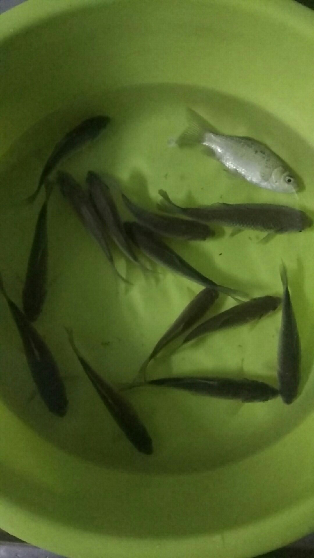 涪江第一大桥钓场