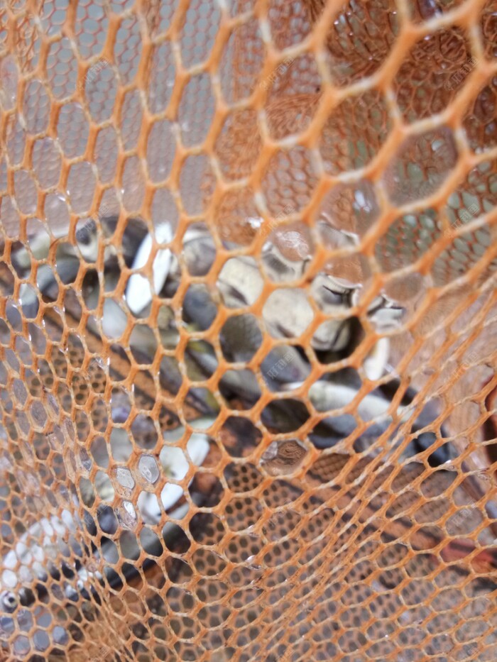 這是魚獲，由於手機被雨淋，照的也不清楚了。