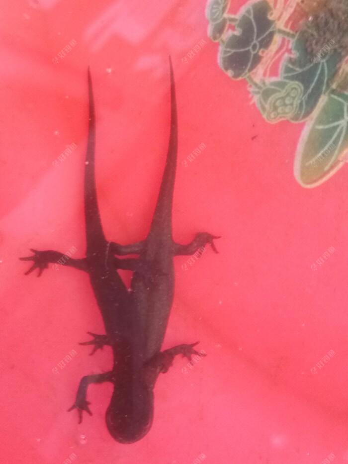 娃娃魚，這是兩條爬在一起了。?