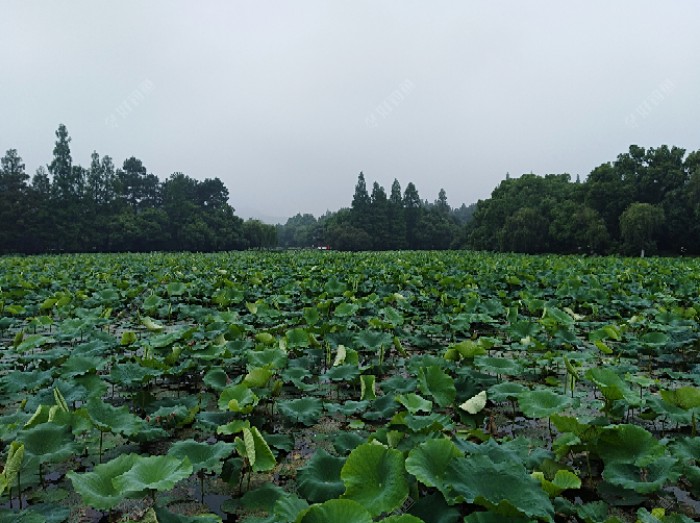 大面积的荷花湖面在园内