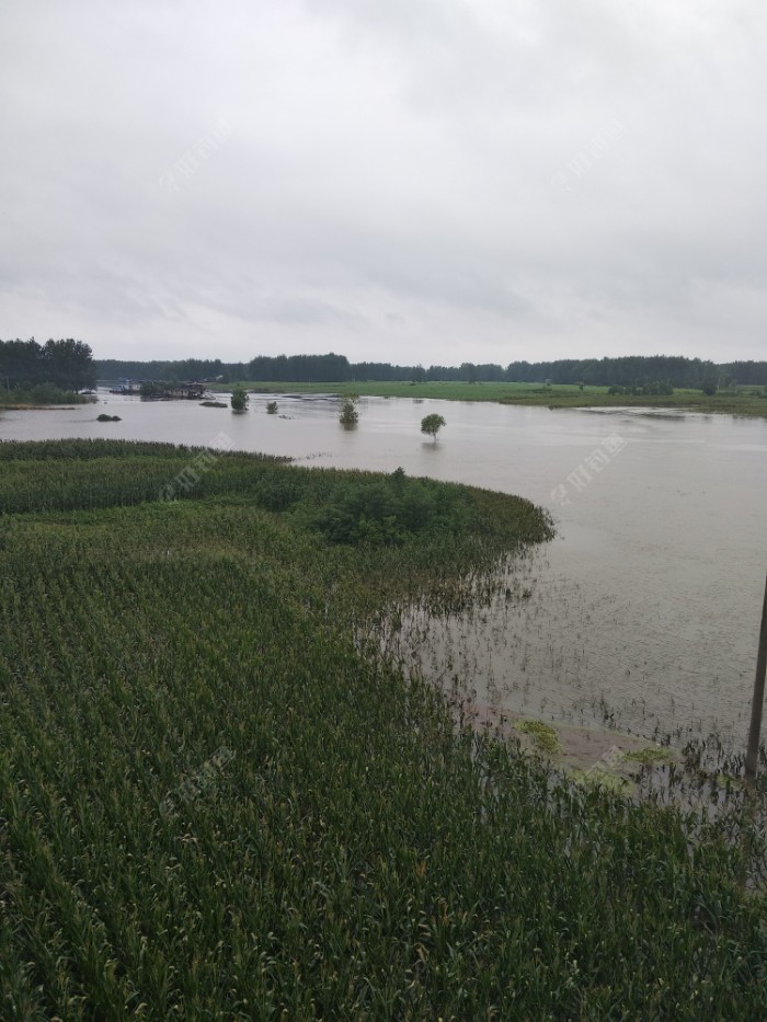 涡河水泛滥无处钓鱼很无奈