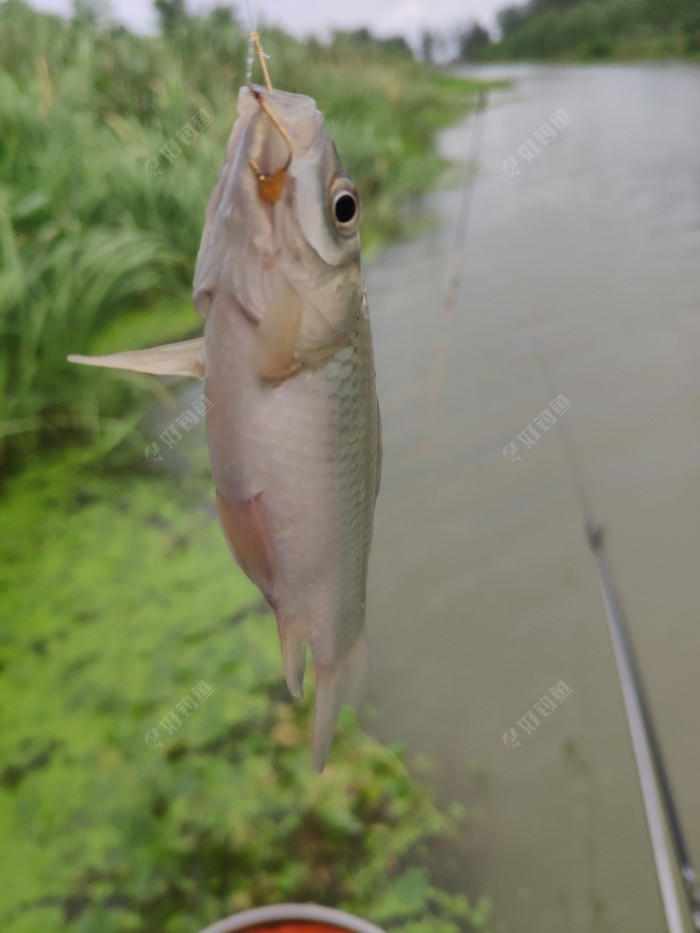奶鲫
