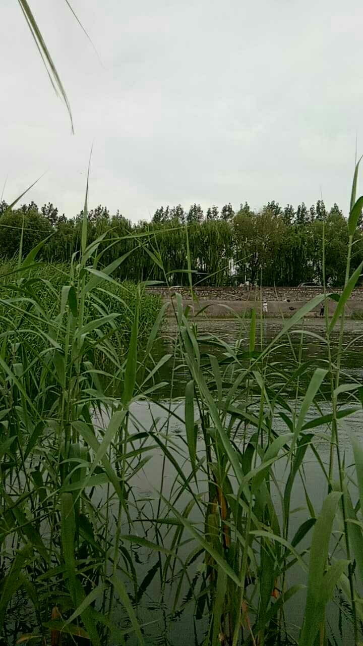 骆马湖罗曼园西侧