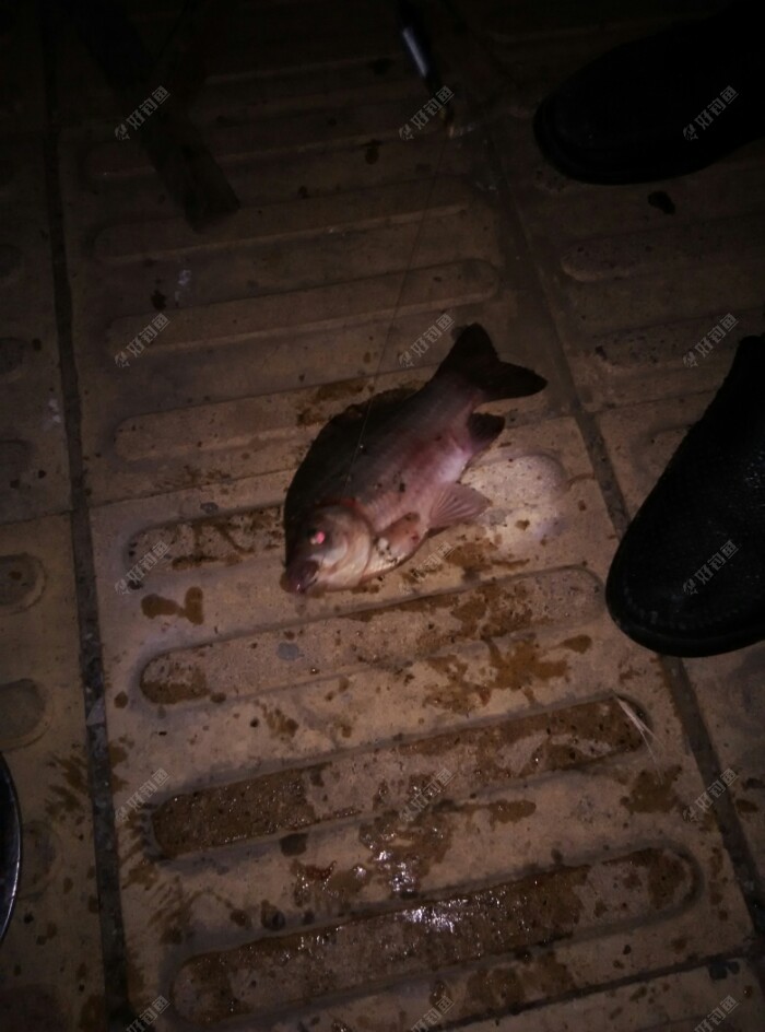 伙计用的钩小,上了一条鲫鱼