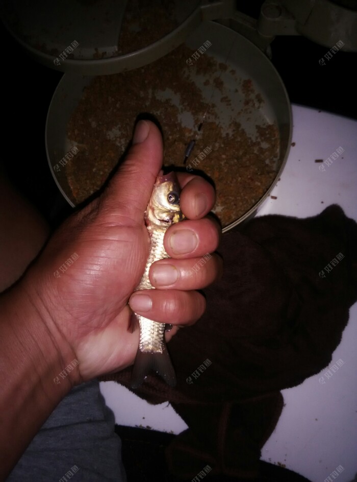 但还是闹,看看又上小鱼了,就没见一个像样的鲤鱼口