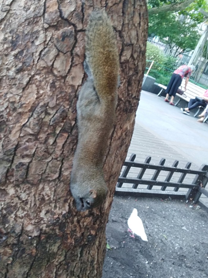 欣赏下西湖边上小松鼠