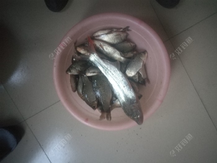 鱼获还可以，解毒了。明天继续搬砖