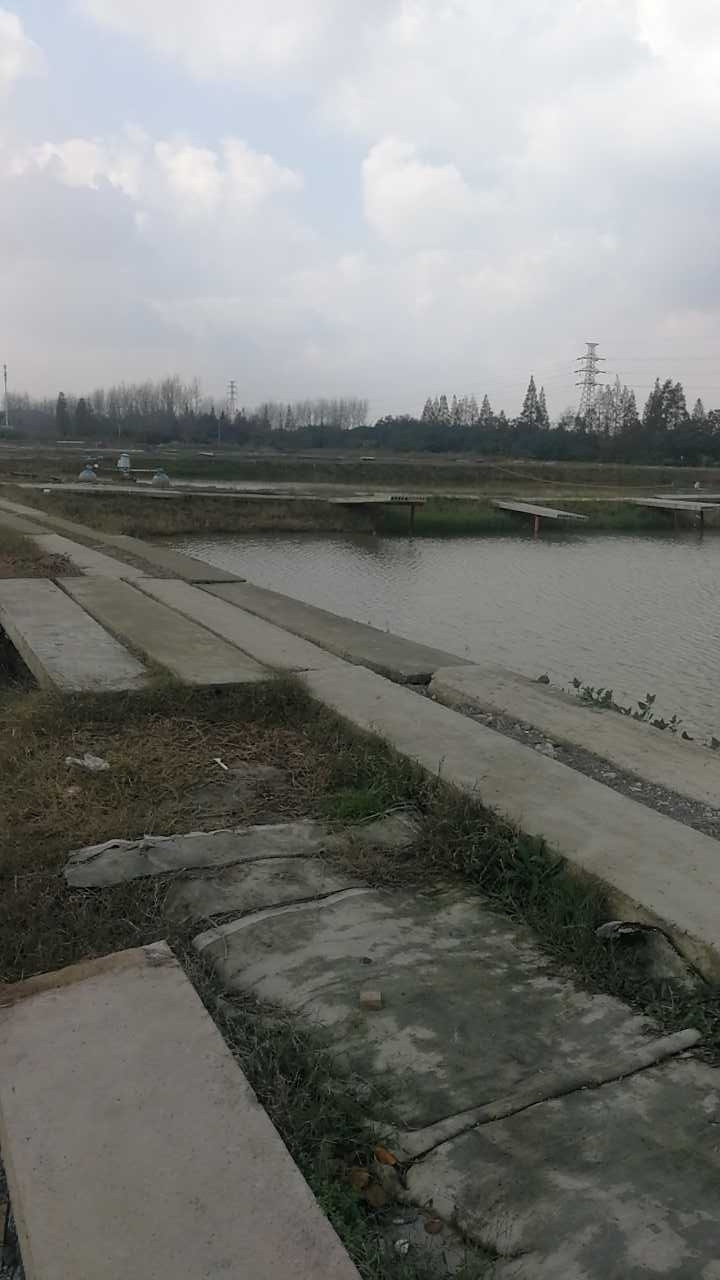 五乡万年青钓场