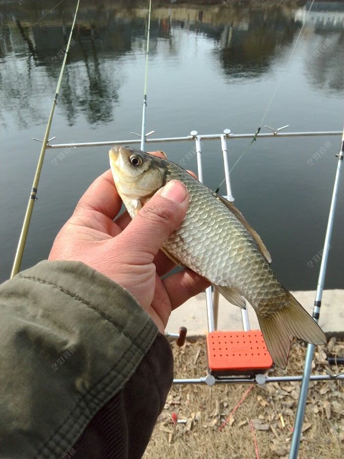 终于上了条鲫鱼，一个回线，好久没找着这种感觉了。