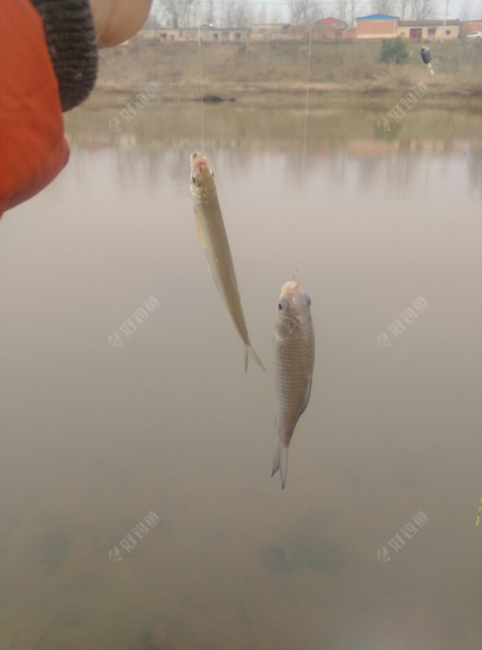 花样双飞