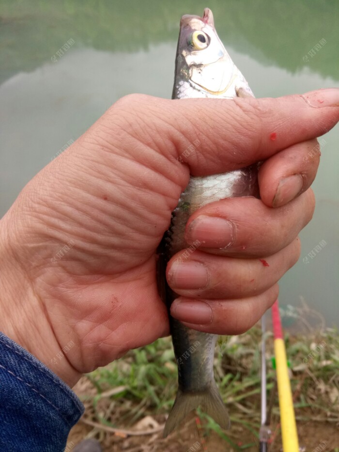 大白条，今天最大的鱼