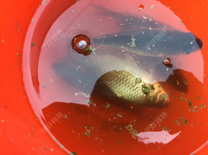 水桶里的小鱼