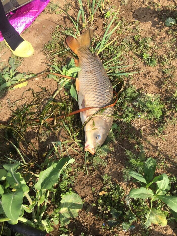 漂亮的鲤鱼！