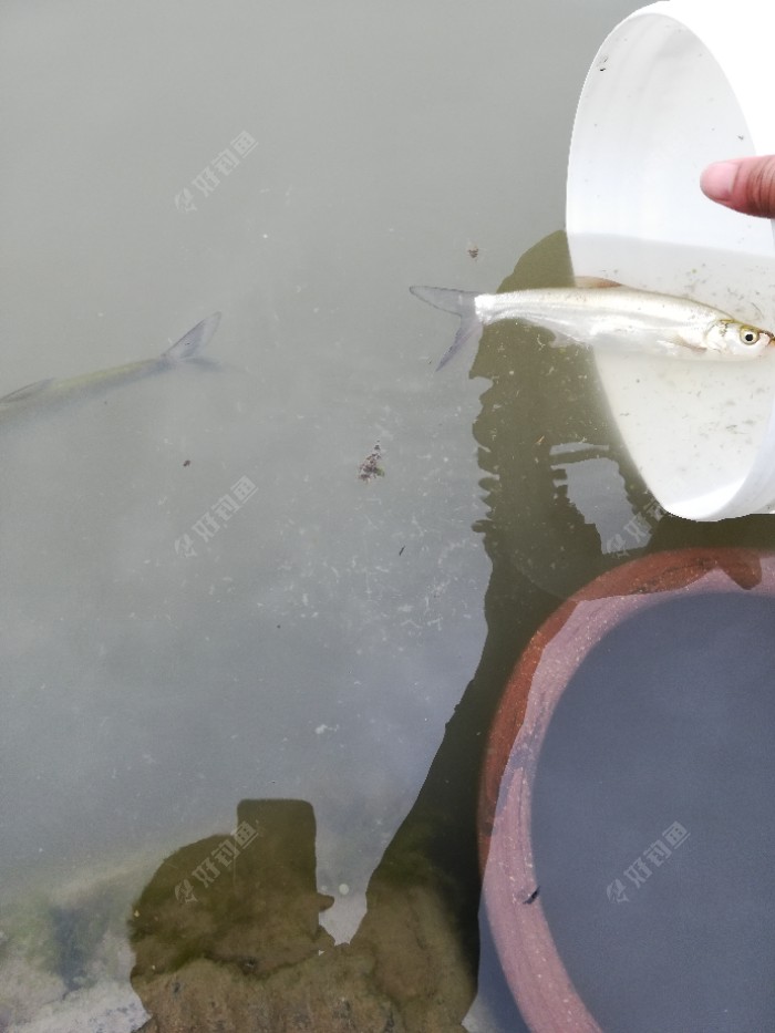 放流