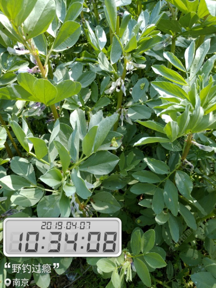 蚕豆苗长的好高了，快要结蚕豆了。
