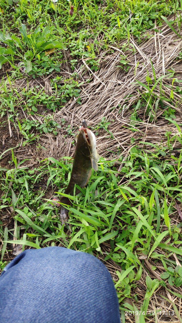 IMG_20190419_171356.jpeg