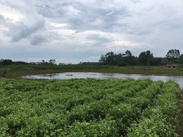 问了下在那里附近摘茉莉花的