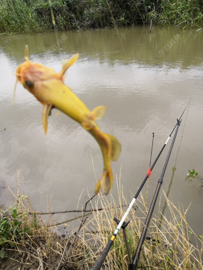 这条算的上大佐了