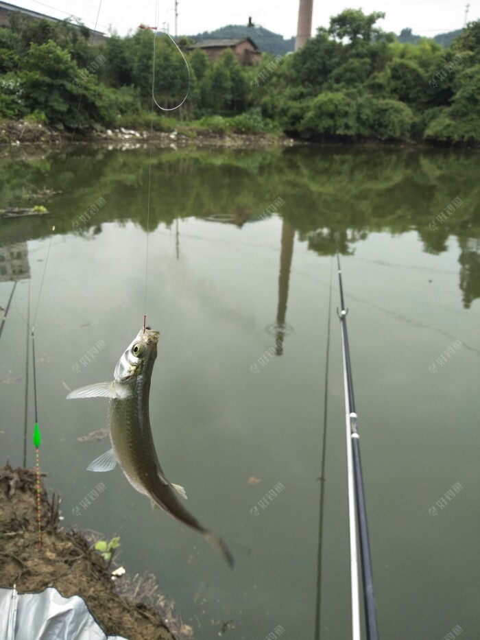 白条王子来了。