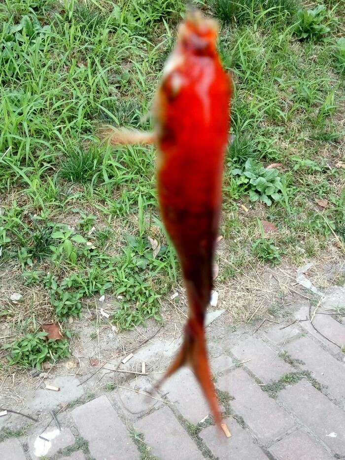 这条金红鱼真漂亮，