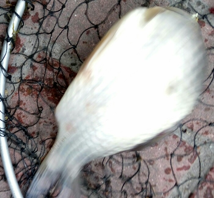 一条8两左右的大鲫。