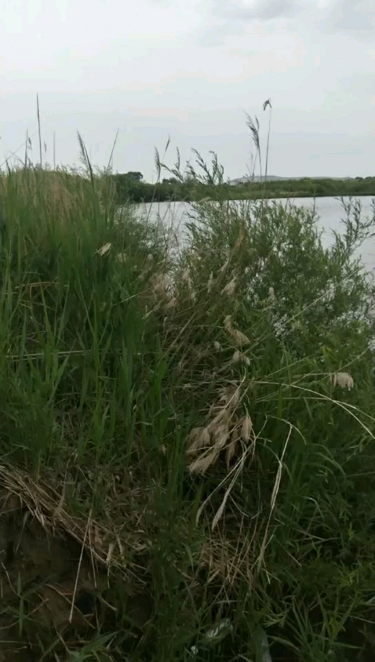 国营御道口牧场