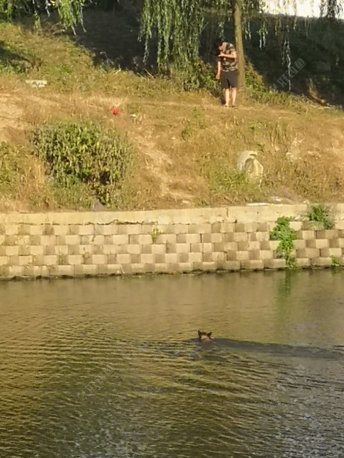 对岸有人训练狗狗?