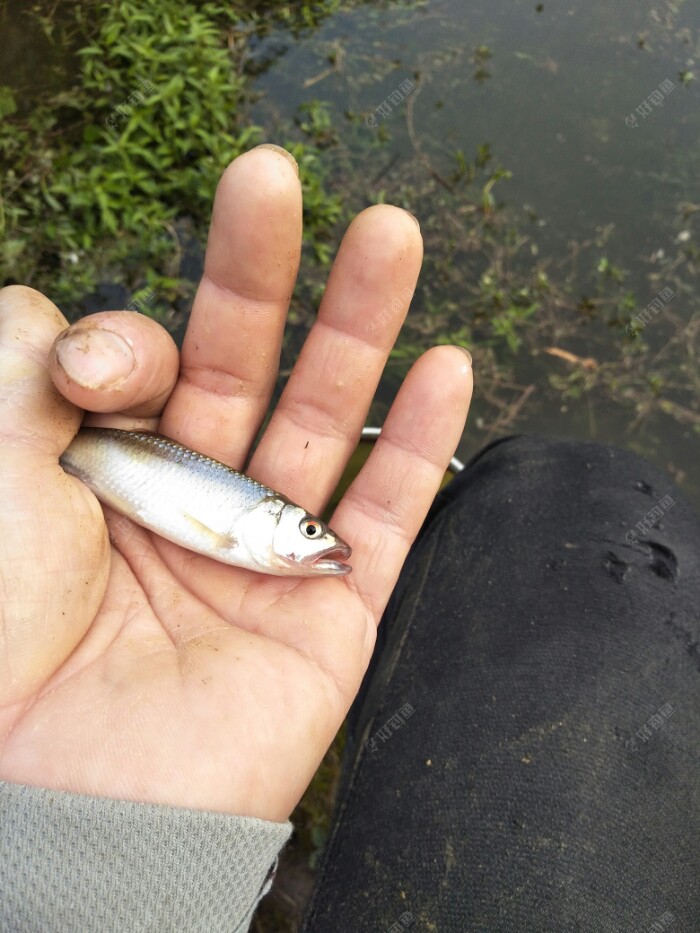 第一尾小白条报到！