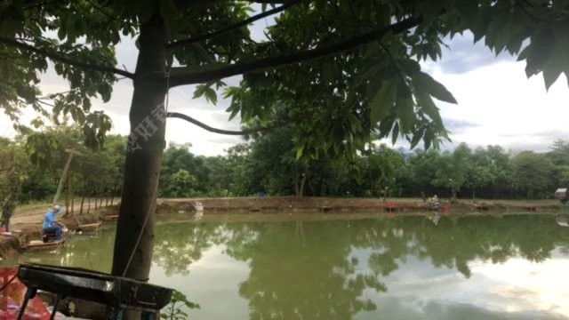 同兴渔场巨非池