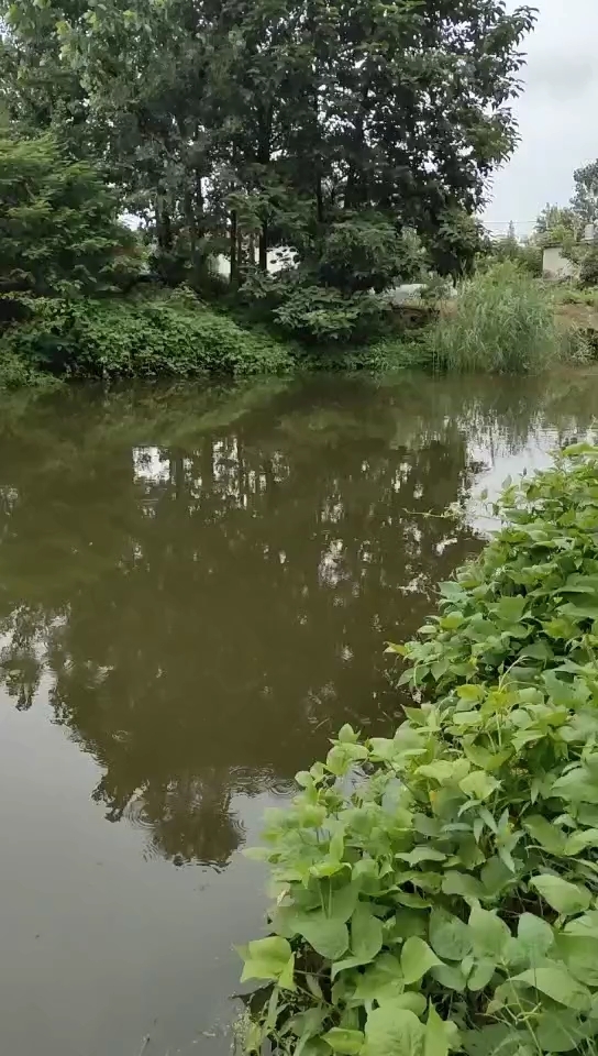 王庄村廖巷村界河