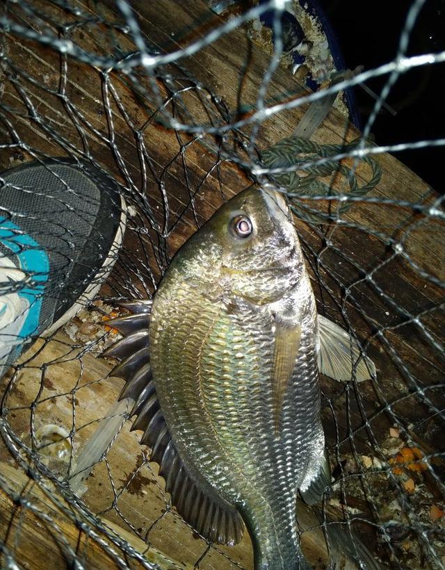 阿超海钓之海钓日记之南澳鱼排不眠夜