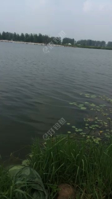 杨寨塌陷区
